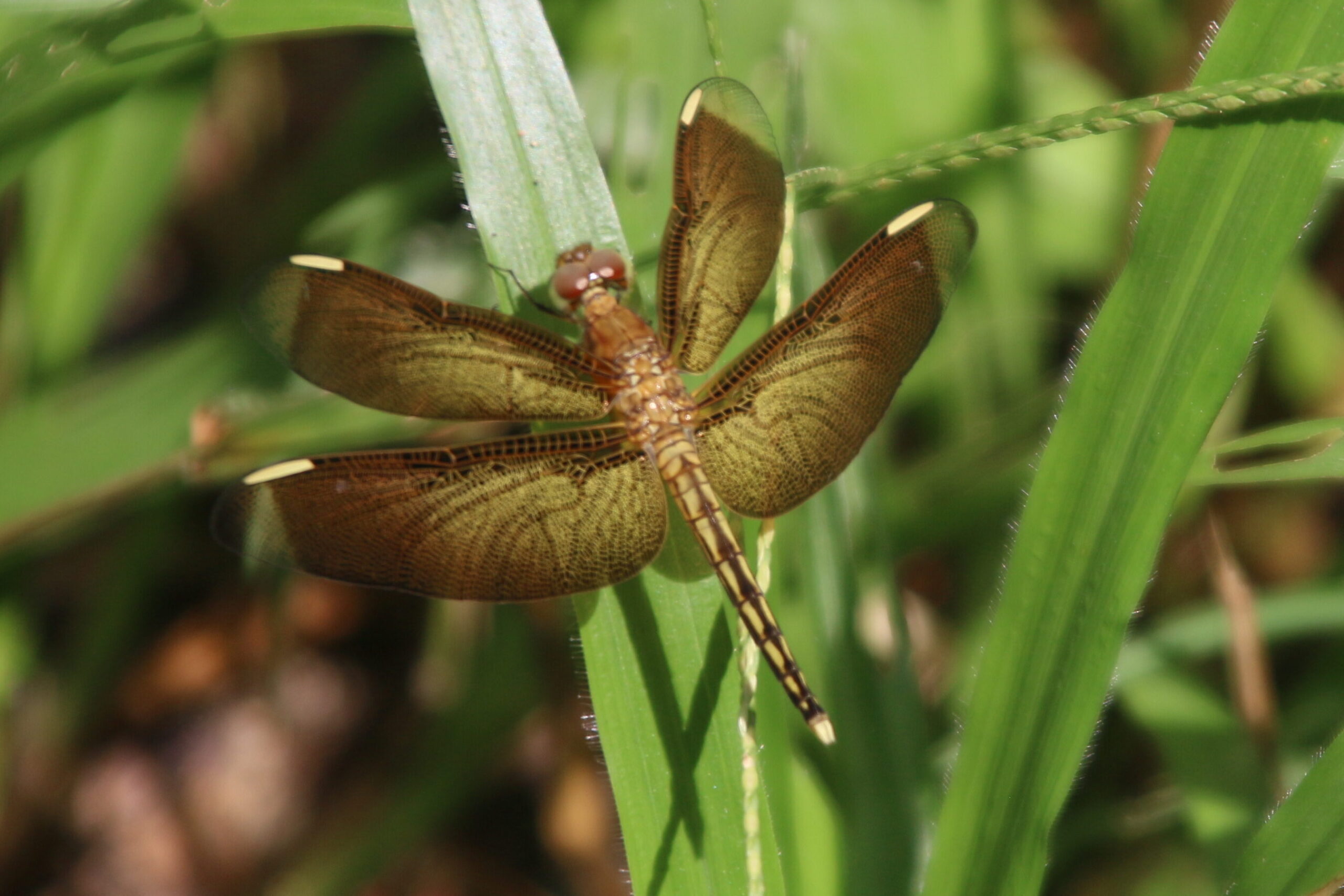 Neurothemis terminata