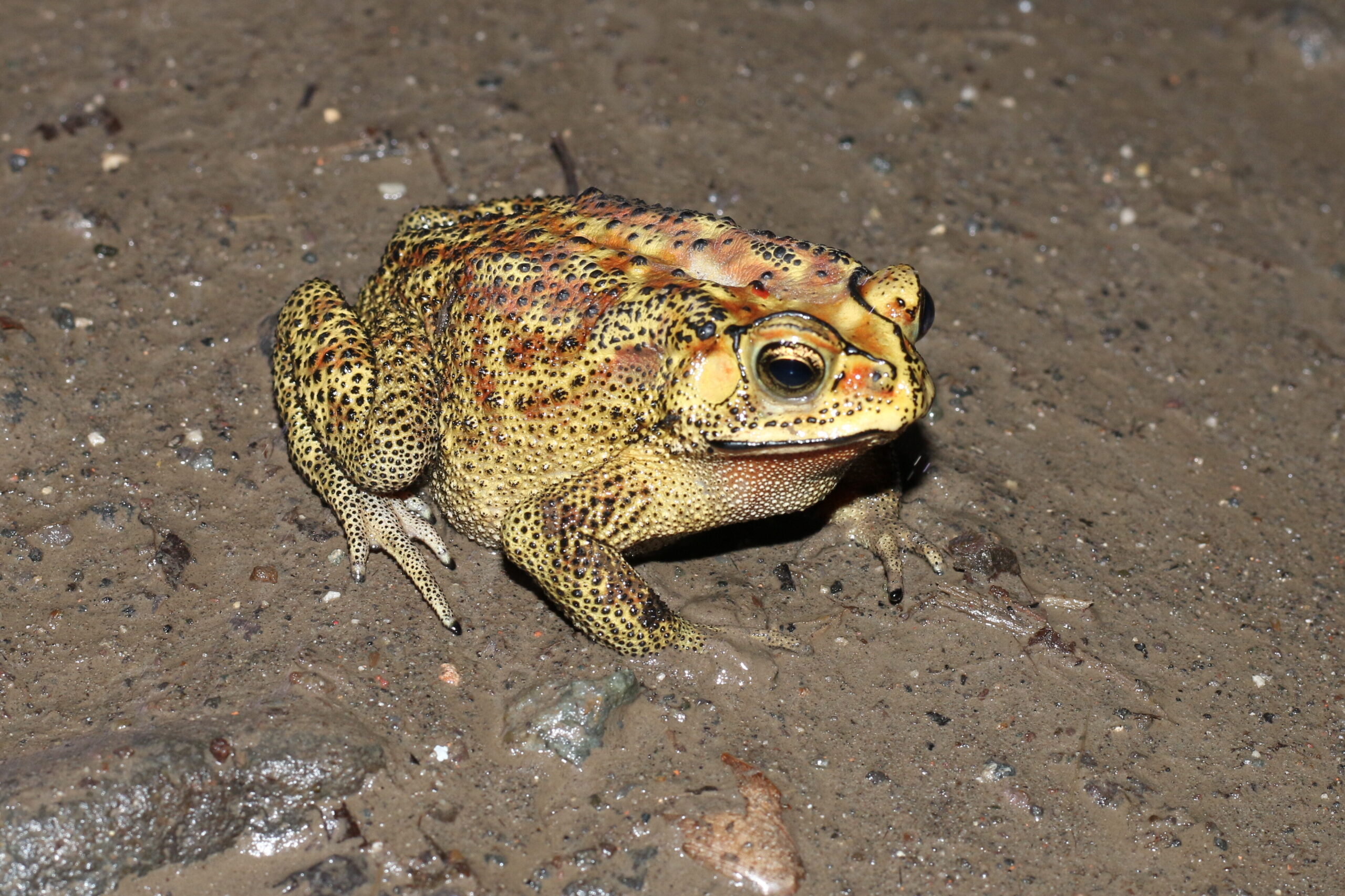 Duttaphrynus melanostictus