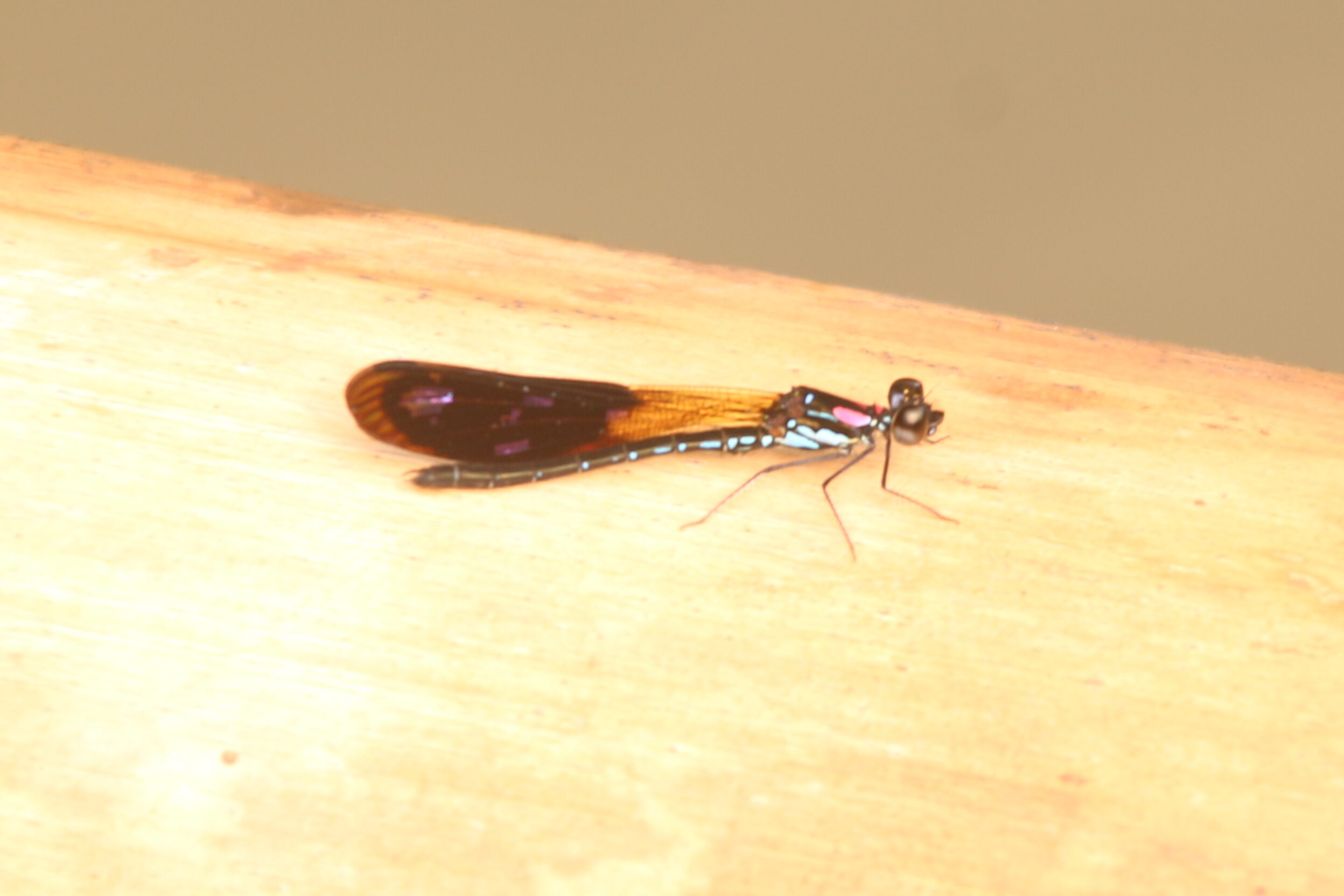 Heliocypha fenestrata