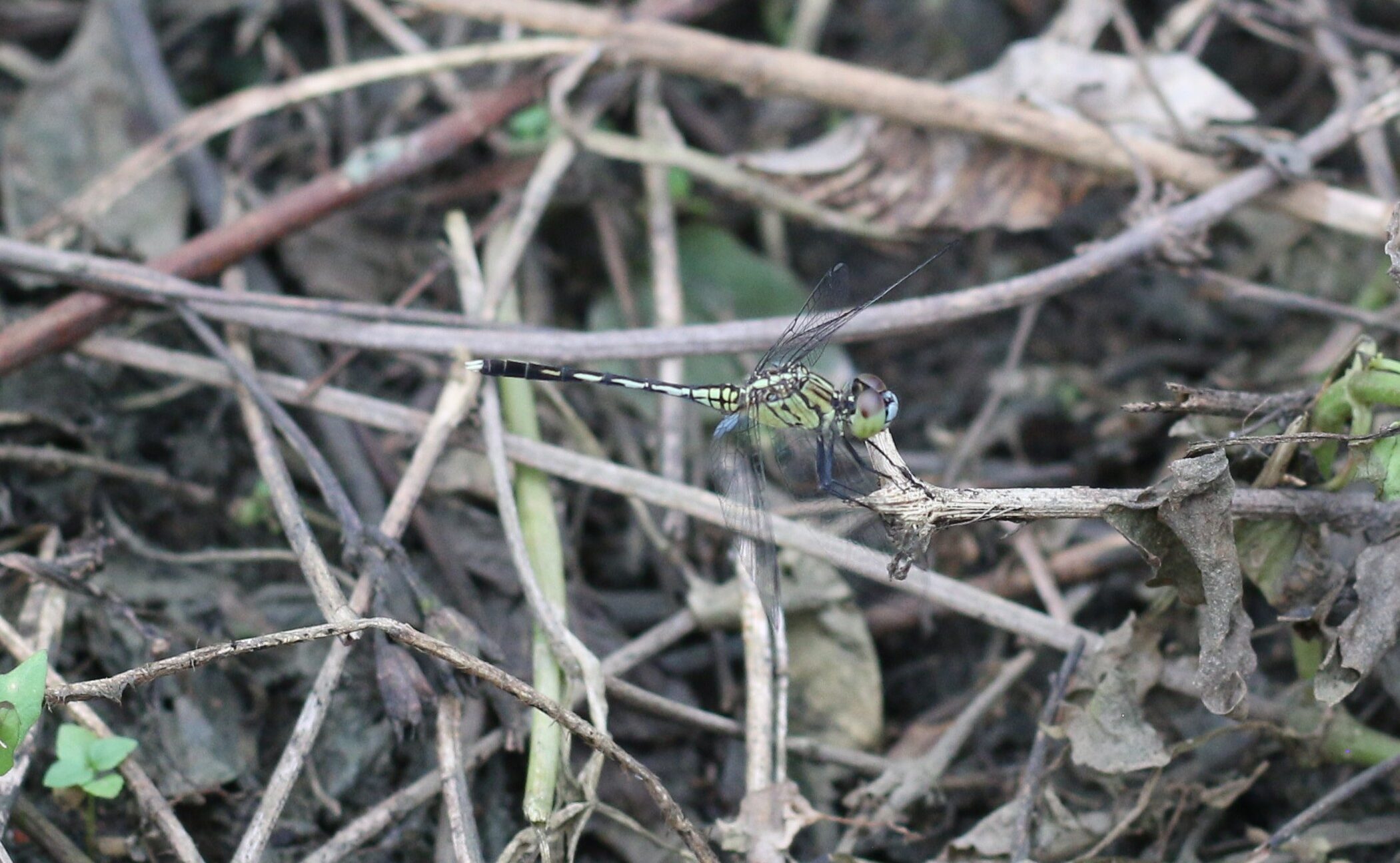 Orthetrum sabina