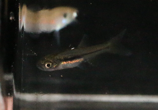Rasbora argyrotaenia
