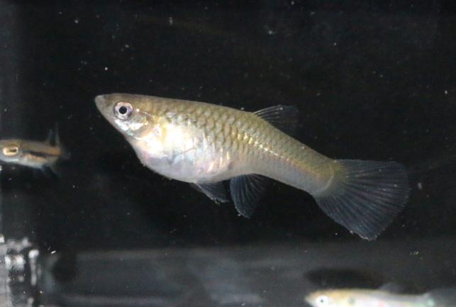 Gambusia affinis
