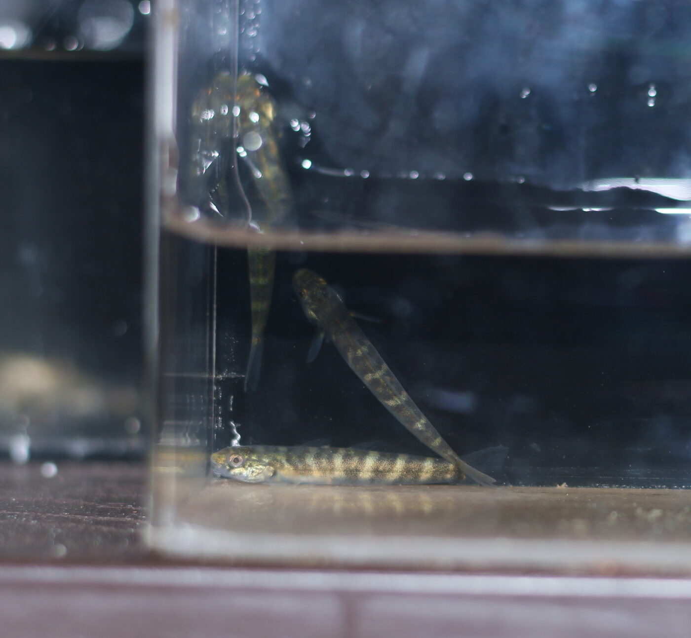 Sicyopterus cynocephalus