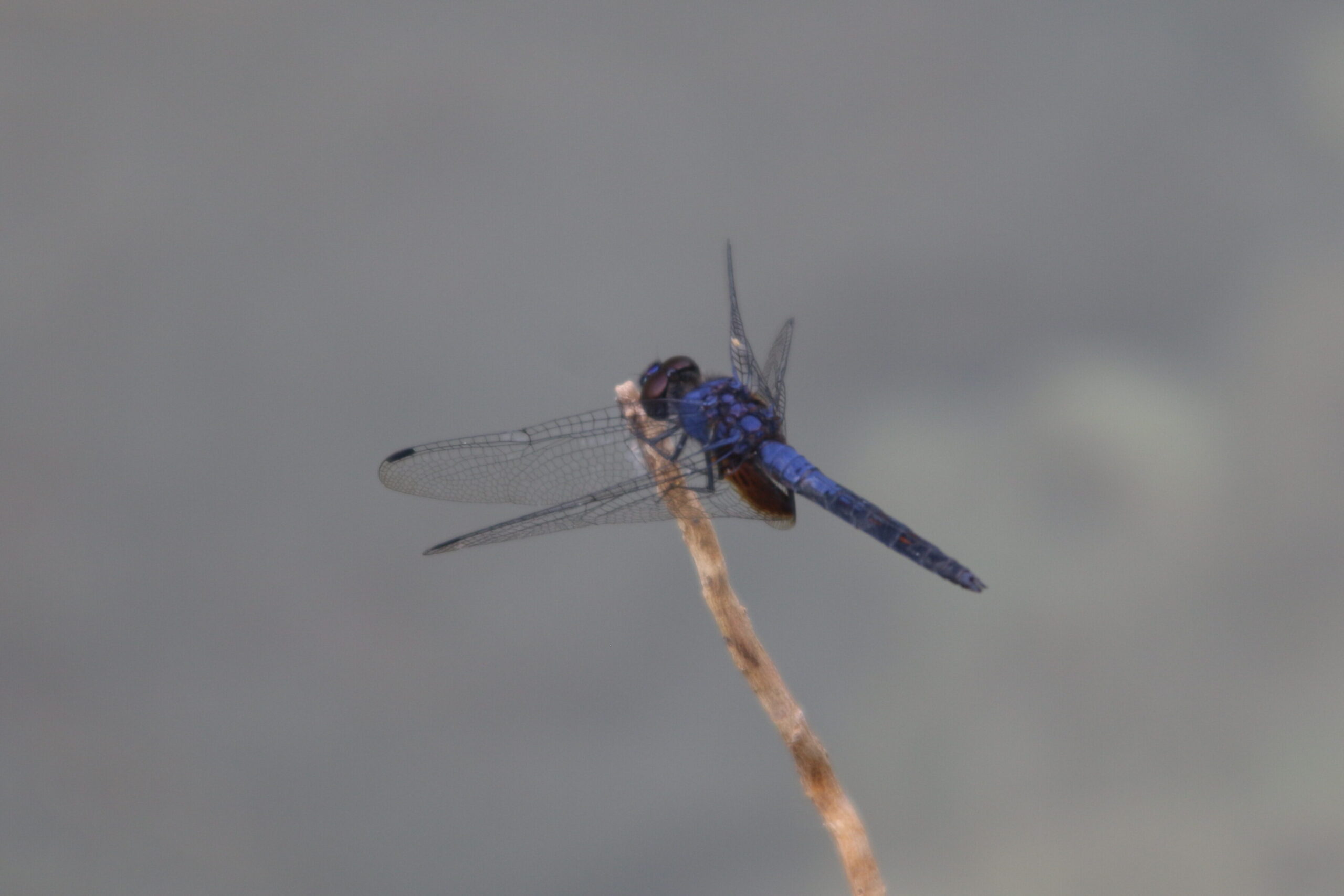 Trithemis festiva