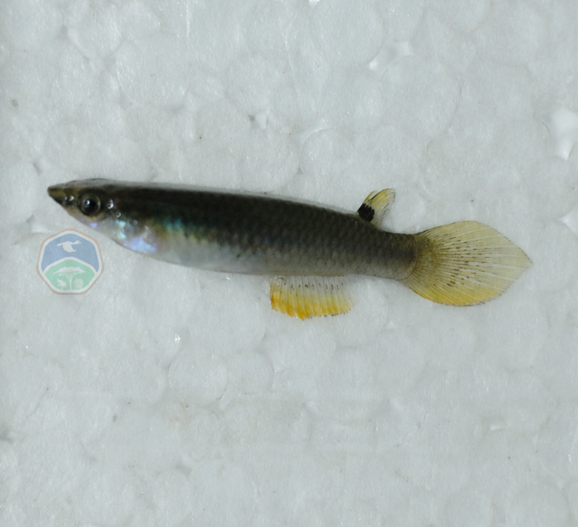 Aplocheilus armatus