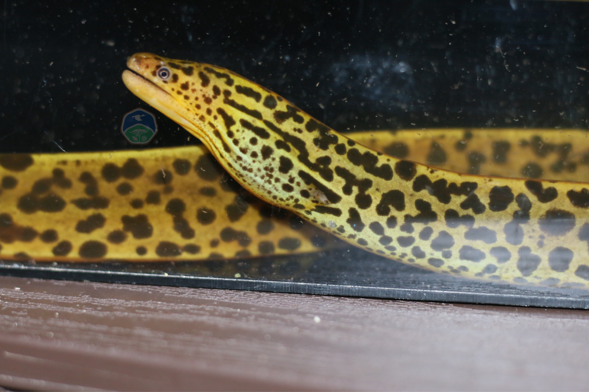 Gymnothorax polyuranodon