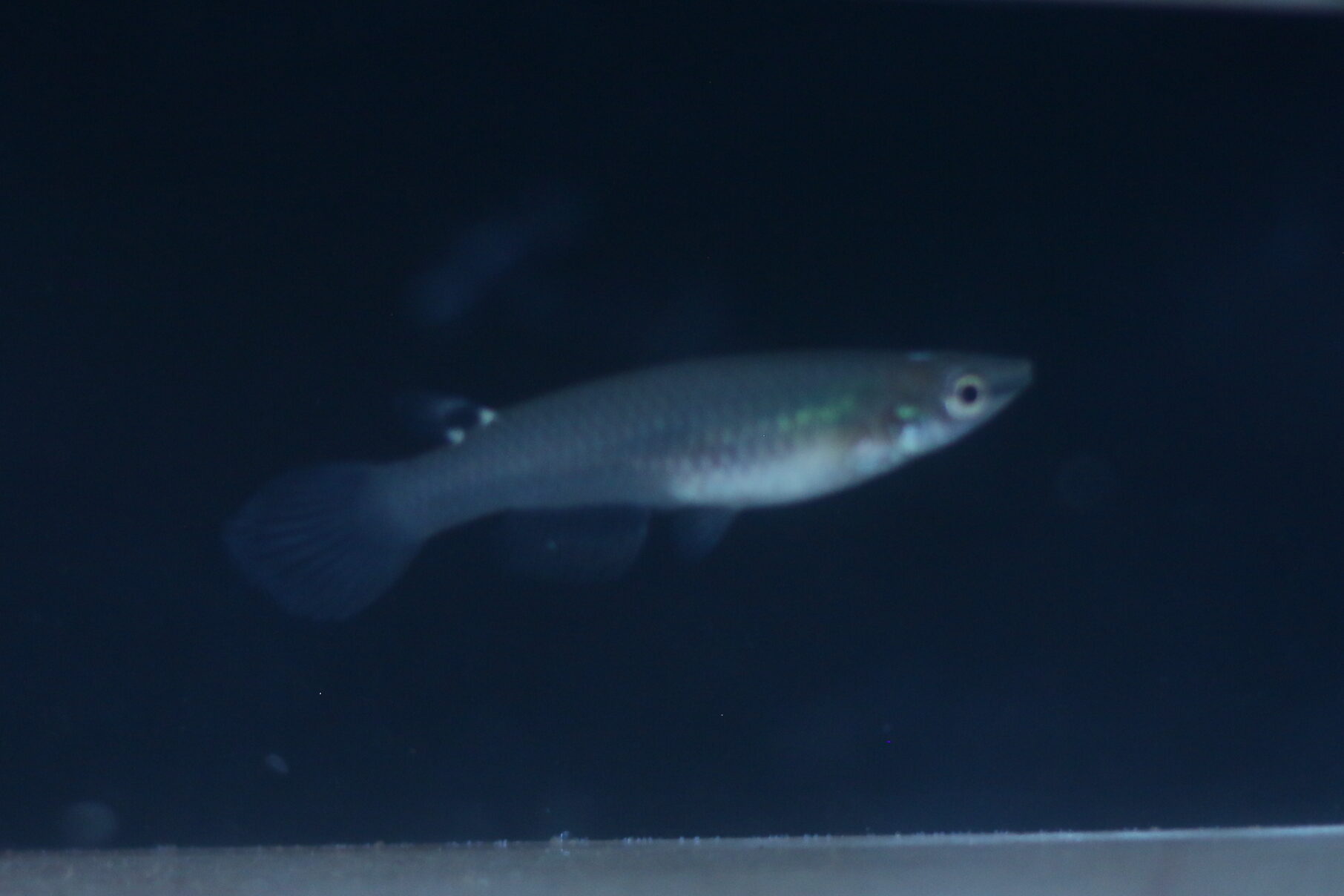 Aplocheilus armatus