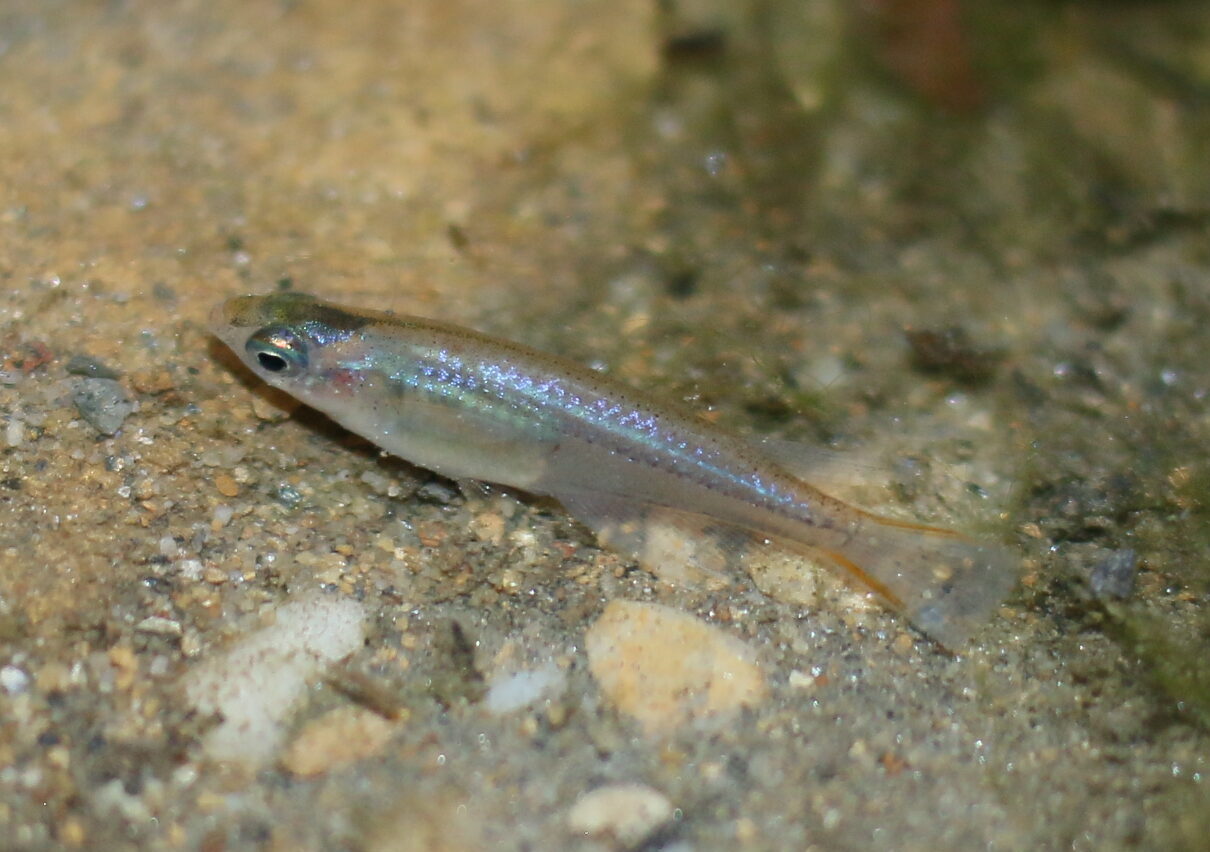 Oryzias wolasi