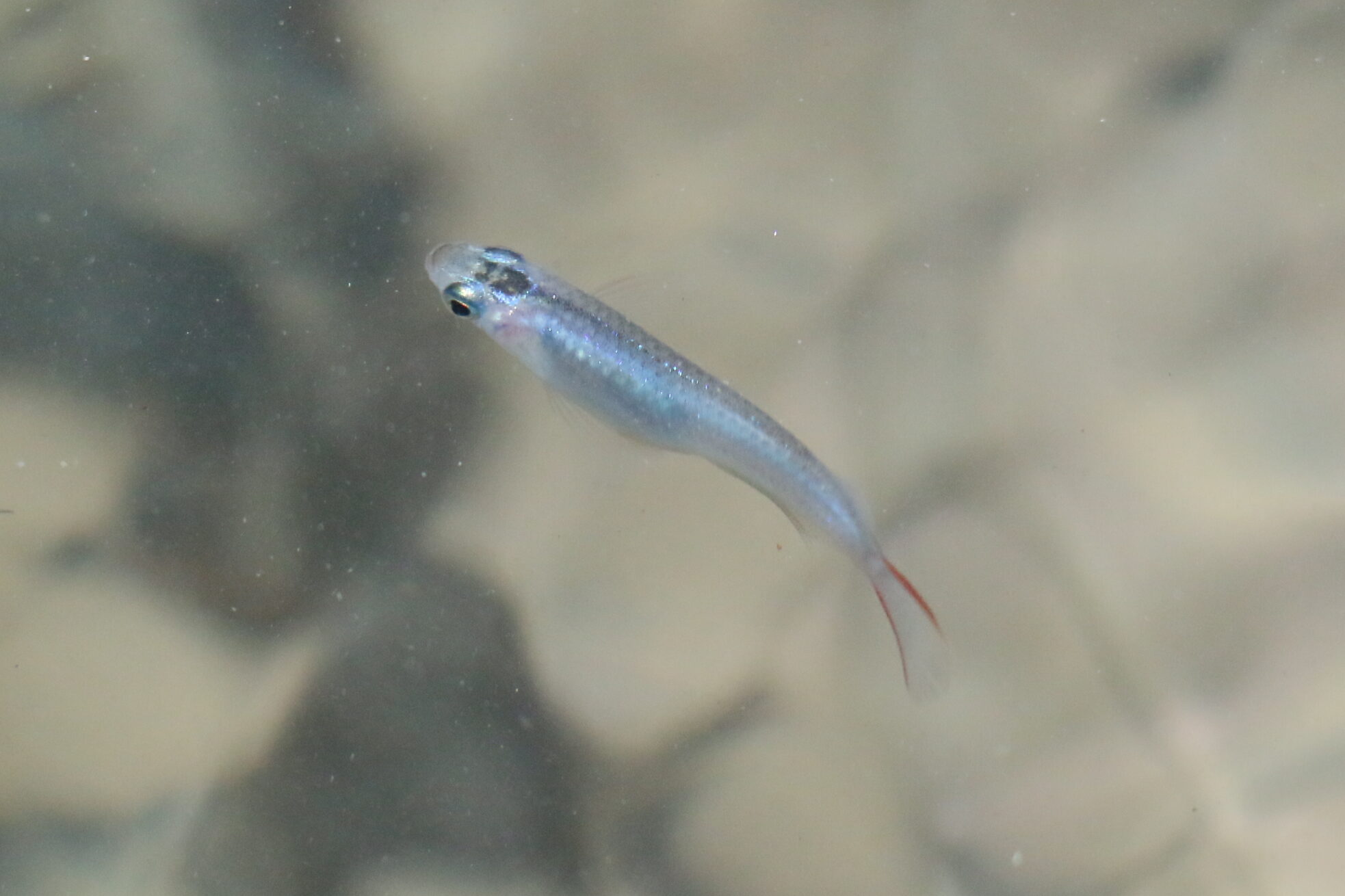 Oryzias moramoensis