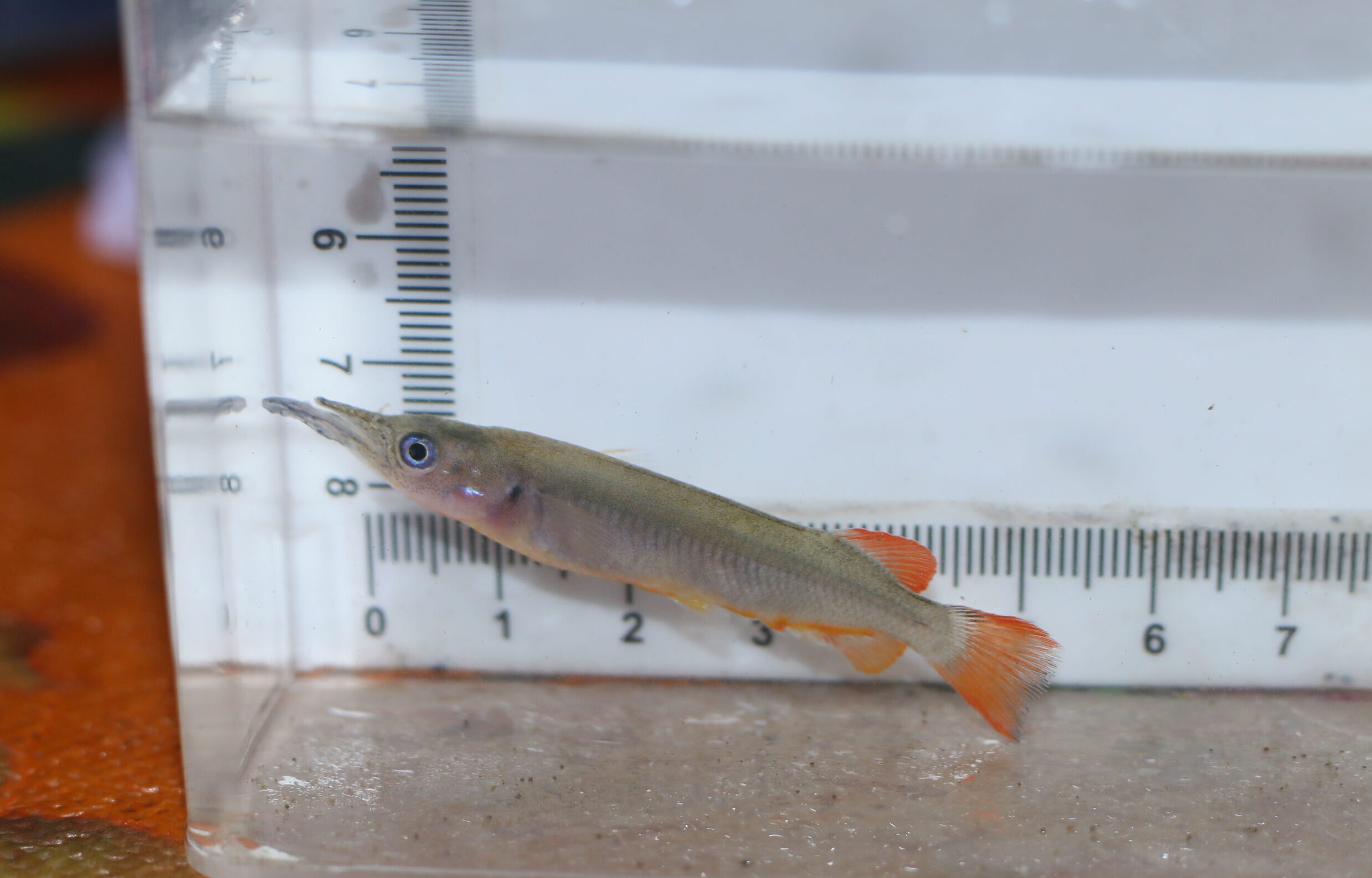 Nomorhamphus ebrardtii