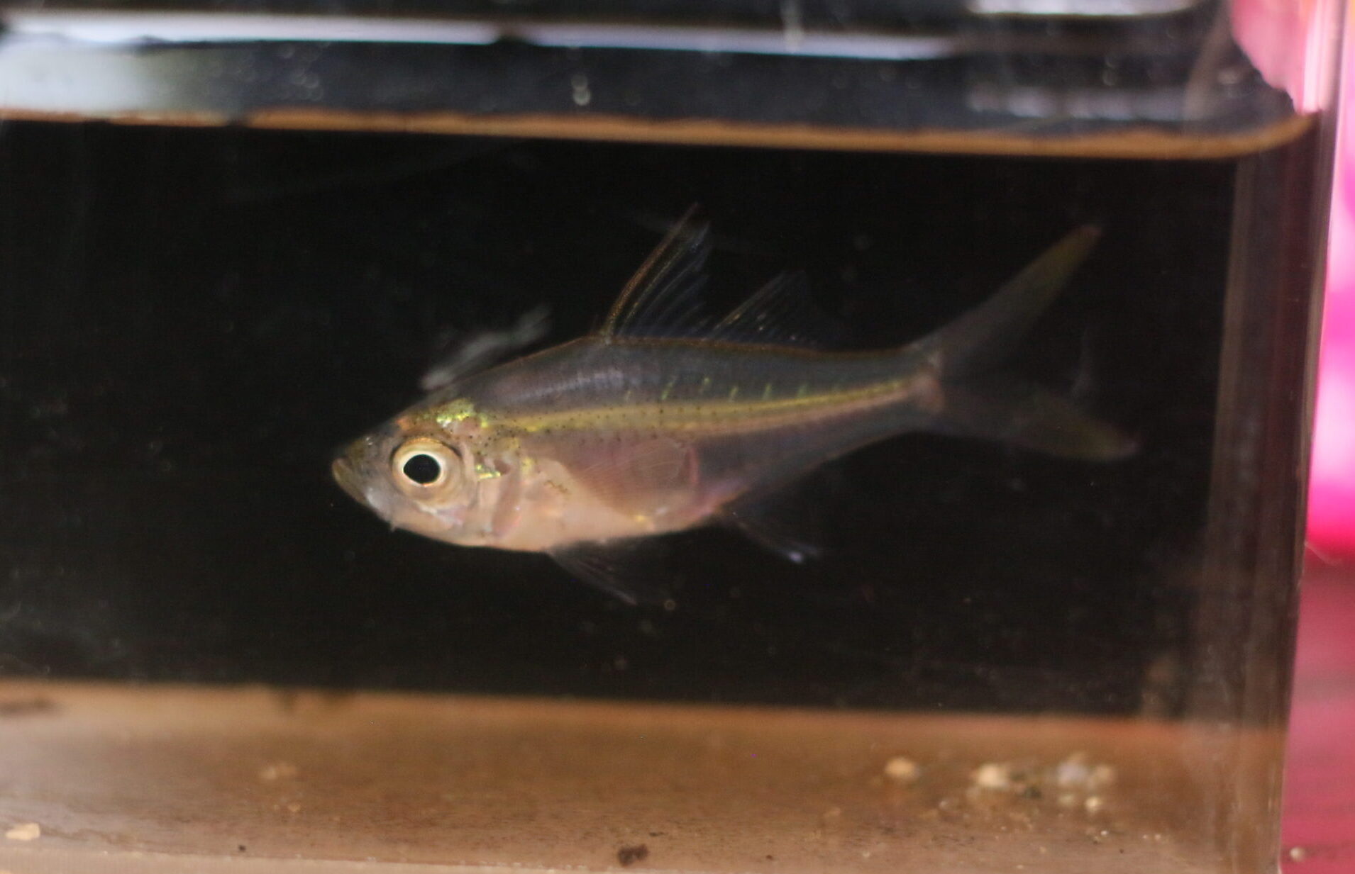 Ambassis urotaenia