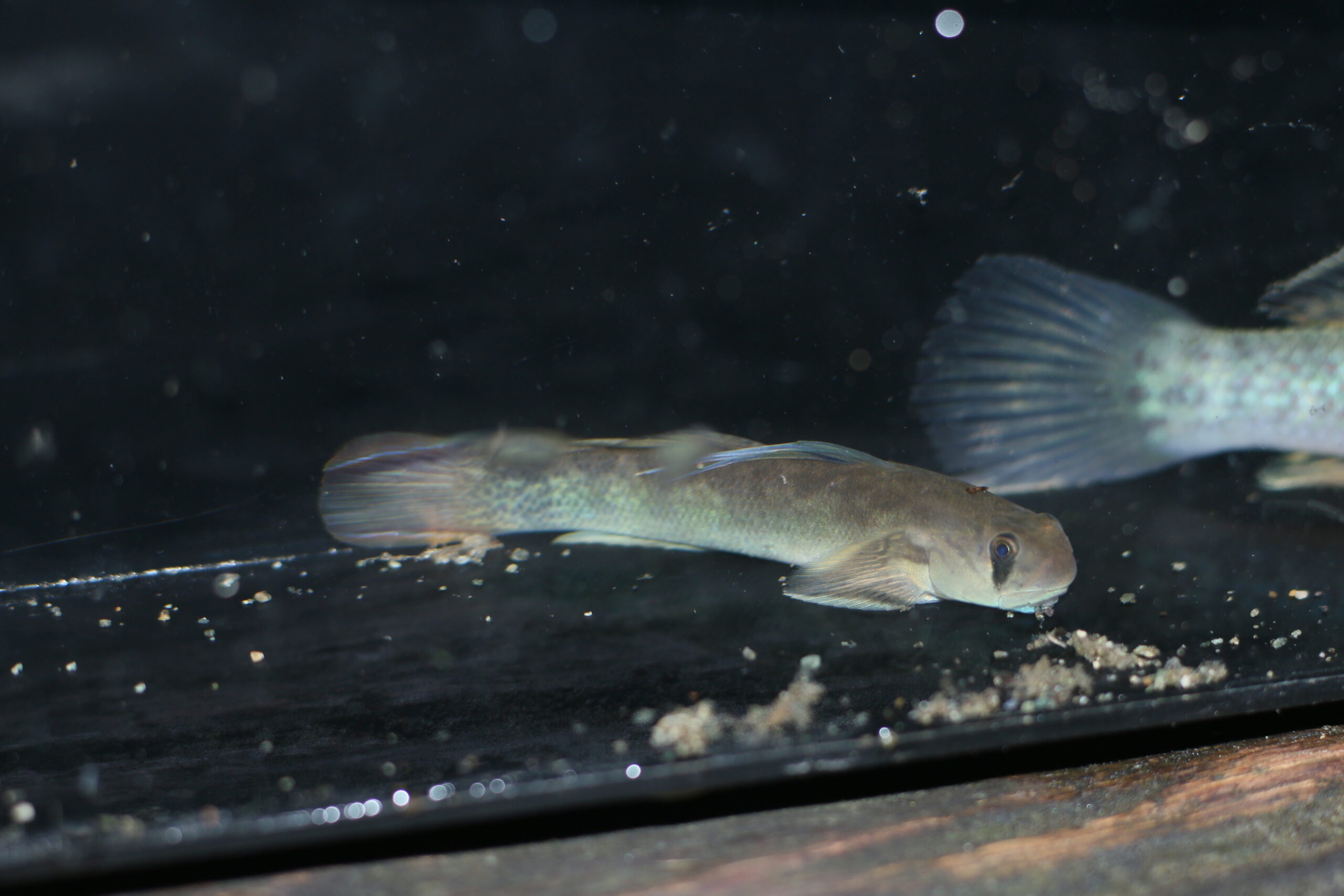 Sicyopterus lagocephalus