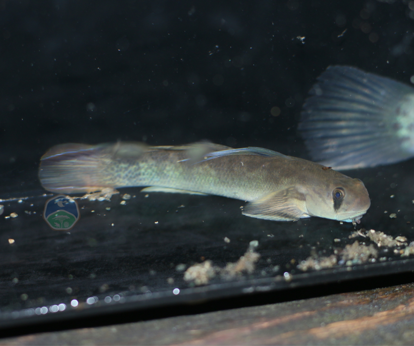 Sicyopterus lagocephalus