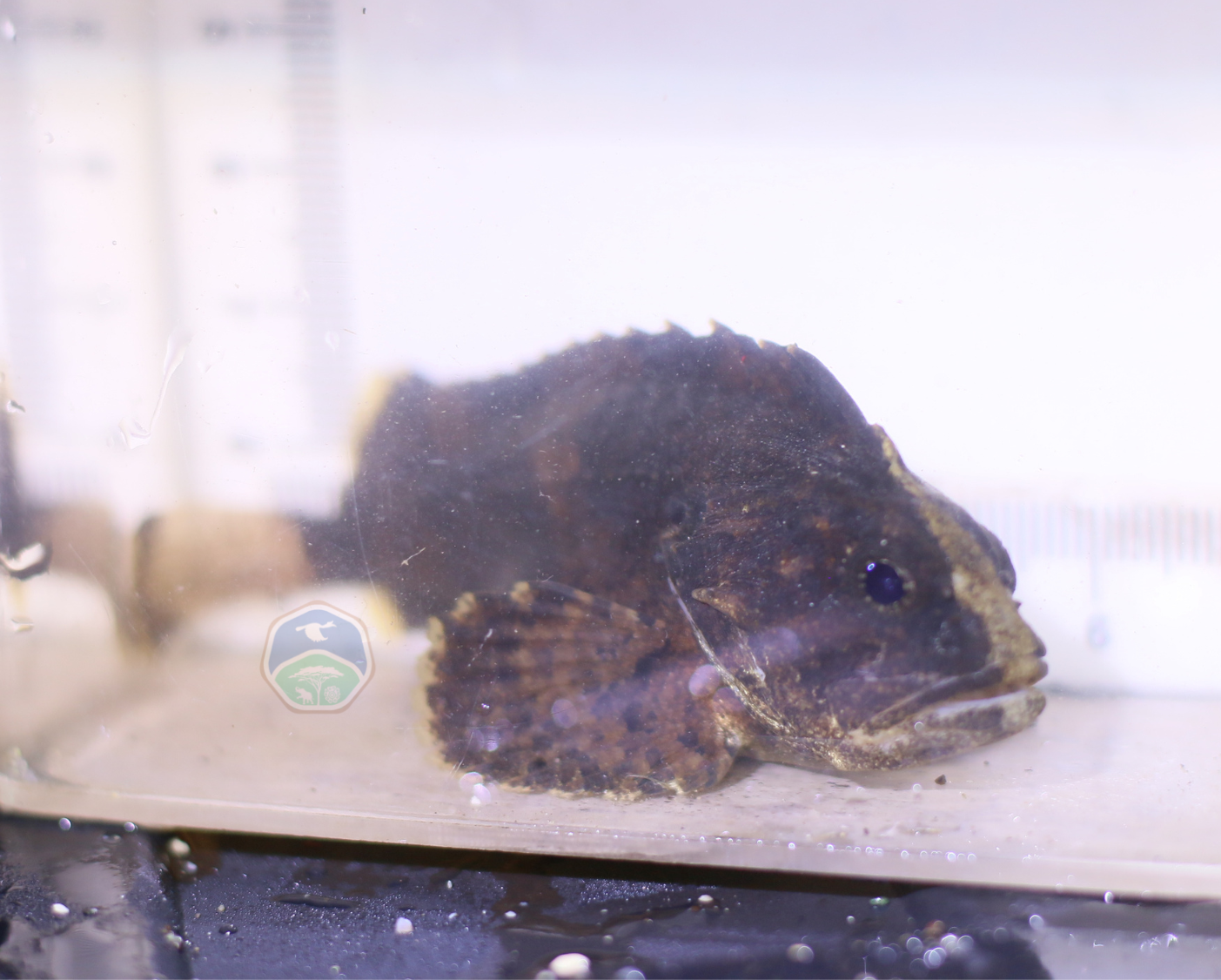 Tetraroge nigra