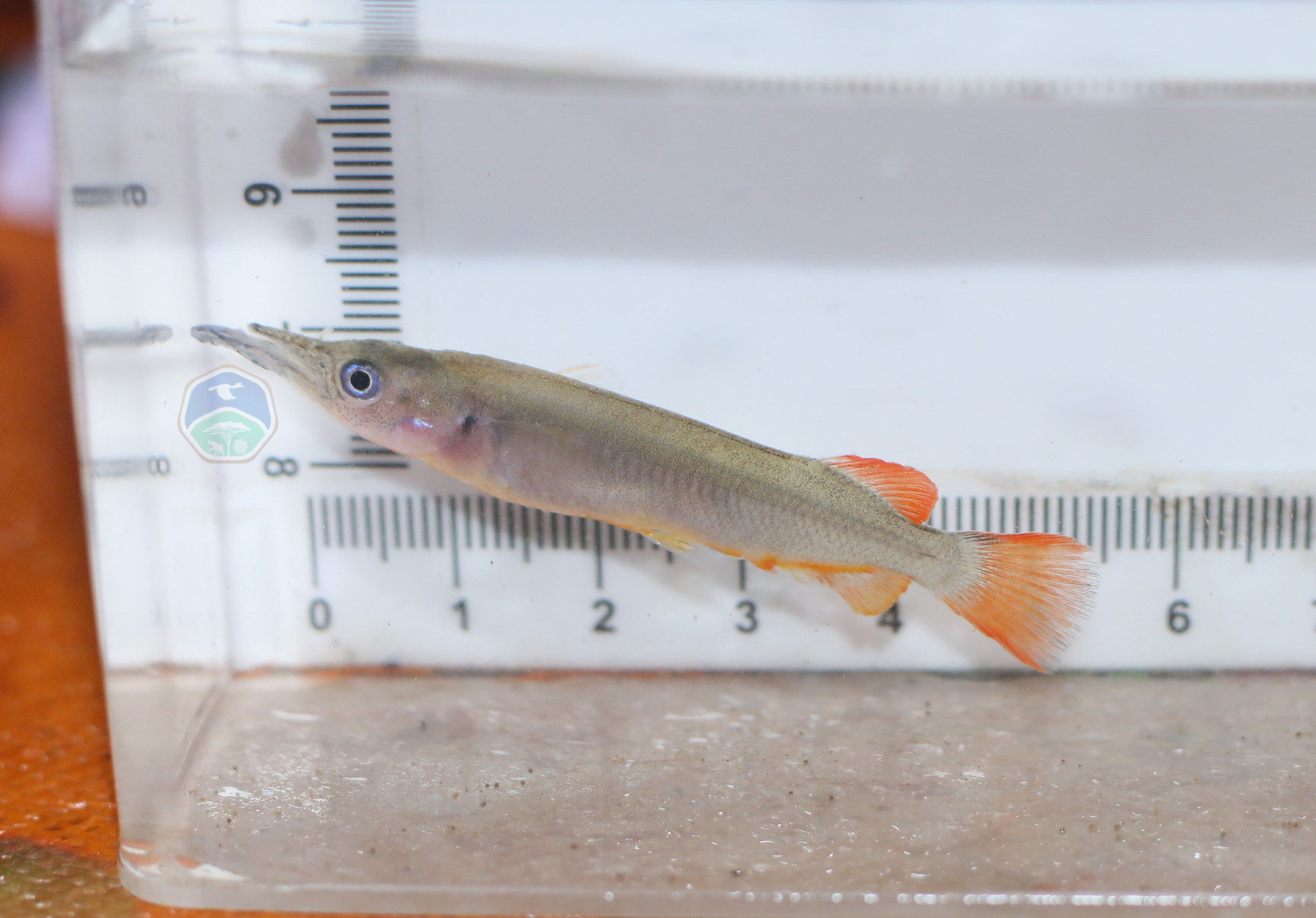 Nomorhamphus sagittarius