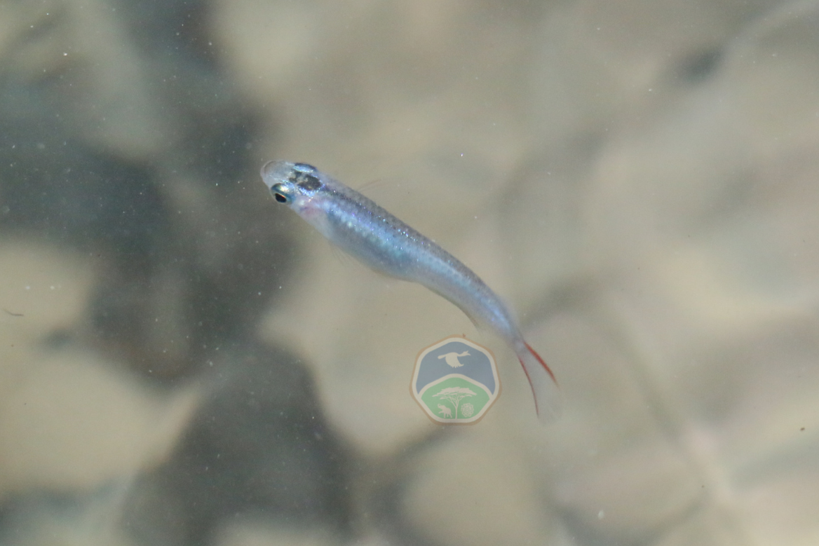 Oryzias moramoensis