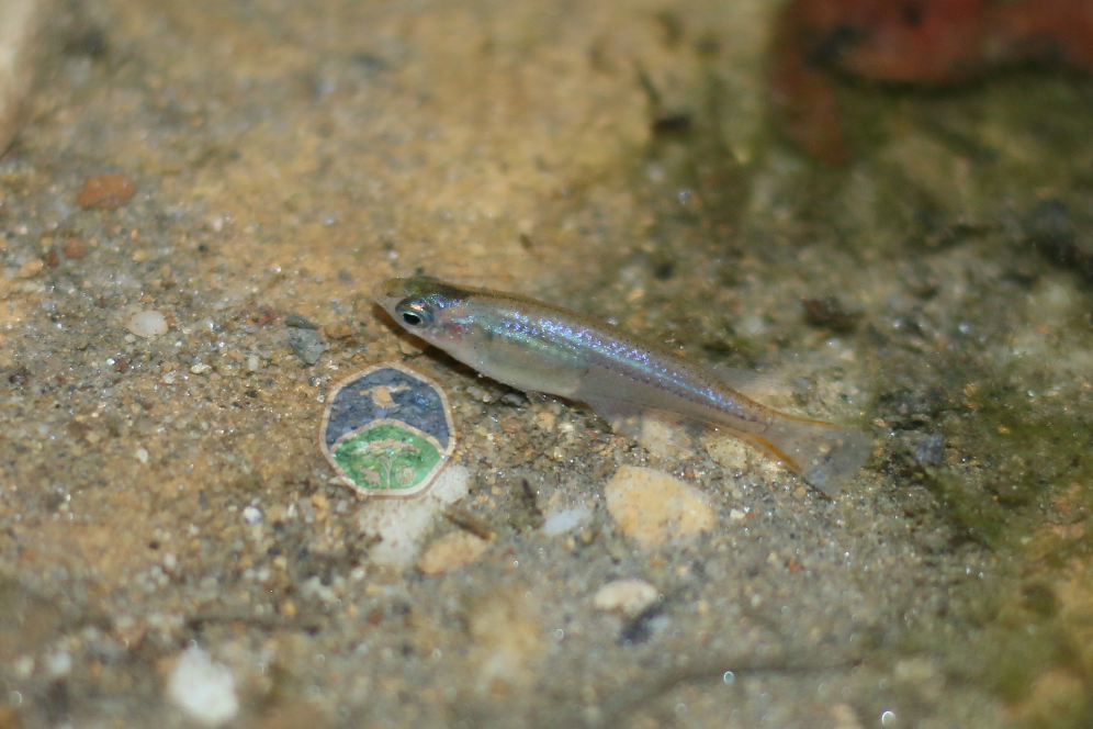 Oryzias wolasi