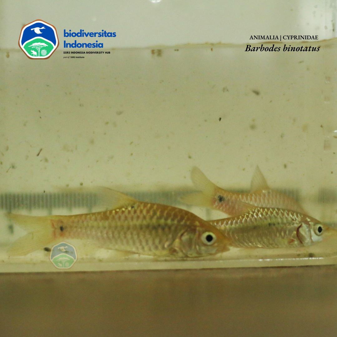 Barbodes binotatus